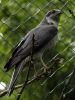Ranua_Zoo_2008_006.jpg