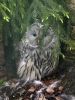 Ranua_Zoo_2008_007.jpg