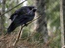 Ranua_Zoo_2008_009.jpg