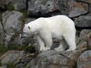 Ranua_Zoo_2008_010.jpg