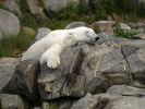 Ranua_Zoo_2008_011.jpg
