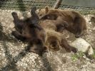 Ranua_Zoo_2008_012.jpg