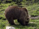 Ranua_Zoo_2008_013.jpg