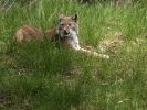 Ranua_Zoo_2008_017.jpg