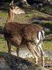 Ranua_Zoo_2008_019.jpg