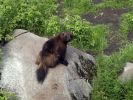 Ranua_Zoo_2008_021.jpg