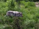 Ranua_Zoo_2008_022.jpg
