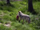 Ranua_Zoo_2008_025.jpg