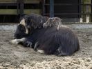 Ranua_Zoo_2008_026.jpg