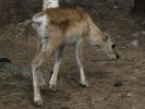Ranua_Zoo_2008_027.jpg