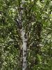20090718_Ranua_Ristijärvi_0323.jpg