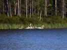 20090718_Ranua_Ristijärvi_0336.jpg