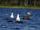20090720_Ranua_Ristijärvi_0219.jpg