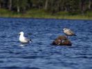 20090720_Ranua_Ristijärvi_0223.jpg