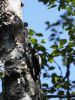 20090720_Ranua_Ristijärvi_0255.jpg