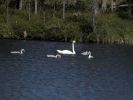 20090720_Ranua_Ristijärvi_0291.jpg