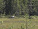 20090722_Ranua_Ristijärvi_0188.jpg