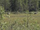 20090722_Ranua_Ristijärvi_0189.jpg