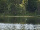 20090723_Ranua_Ristijärvi_0162.jpg