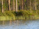 20090723_Ranua_Ristijärvi_0177.jpg