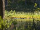20090724_Ranua_Ristijärvi_0150.jpg