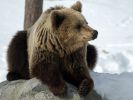 20120401_Ranua_elainpuisto_0357.jpg