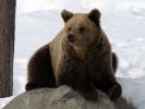 20120401_Ranua_elainpuisto_0368.jpg