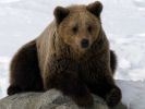 20120401_Ranua_elainpuisto_0369.jpg