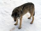 20120401_Ranua_elainpuisto_0372.jpg