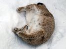 20120401_Ranua_elainpuisto_0378.jpg