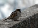 20120401_Ranua_elainpuisto_0409.jpg