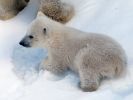 20120401_Ranua_elainpuisto_0429.jpg