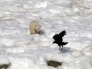 20120401_Ranua_elainpuisto_0453.jpg
