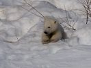 20120401_Ranua_elainpuisto_0457.jpg