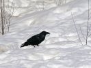 20120401_Ranua_elainpuisto_0467.jpg