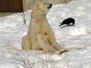 20120401_Ranua_elainpuisto_0468.jpg