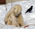 20120401_Ranua_elainpuisto_0470.jpg