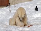 20120401_Ranua_elainpuisto_0472.jpg