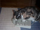 PICT0054.JPG