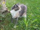 Iitu_kesa_2005_026.jpg