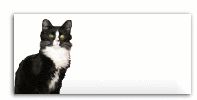 logo_section_kaapo.gif