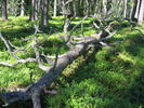 Peuranpolku_0007.jpg