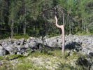 Peuranpolku_0130.jpg