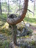 Peuranpolku_0361.jpg