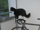 kaapo_200606_003.jpg